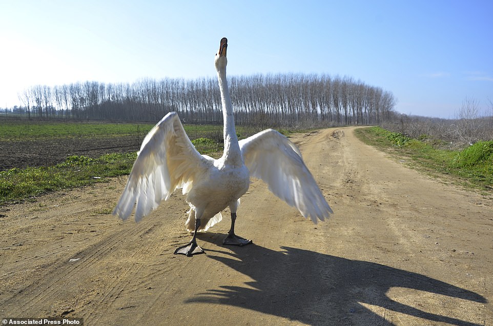 contioutra.com - Confira as fotos desse homem e seu cisne que são amigos inseparáveis há 37 anos