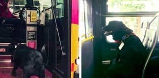 Este cãozinho pega o ônibus sozinho todos os dias para ir brincar no parque