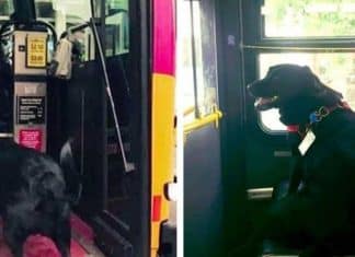 Este cãozinho pega o ônibus sozinho todos os dias para ir brincar no parque