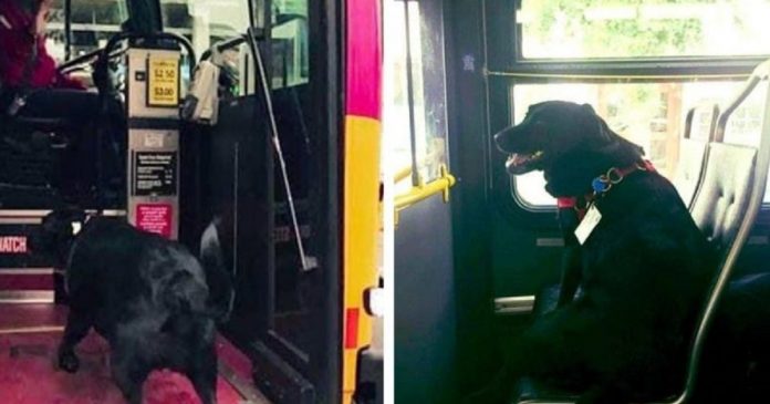 Este cãozinho pega o ônibus sozinho todos os dias para ir brincar no parque