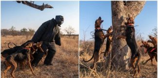 Cães treinados para proteger a vida selvagem salvam 45 rinocerontes que eram alvo de caçadores