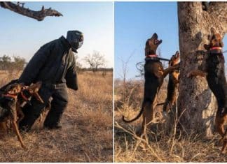 Cães treinados para proteger a vida selvagem salvam 45 rinocerontes que eram alvo de caçadores