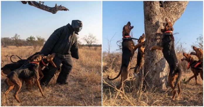 Cães treinados para proteger a vida selvagem salvam 45 rinocerontes que eram alvo de caçadores