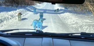 Cães azuis encontrados na Rússia estão intrigando o mundo