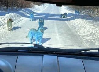Cães azuis encontrados na Rússia estão intrigando o mundo