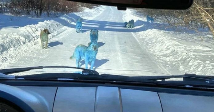 Cães azuis encontrados na Rússia estão intrigando o mundo