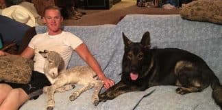 Burrinho se comporta como cachorro assim que encontra com seu dono Burrinho se comporta como cachorro assim que encontra com seu dono