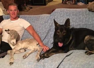 Burrinho se comporta como cachorro assim que encontra com seu dono