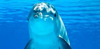 Golfinhos têm traços de personalidade semelhantes aos humanos, conclui estudo