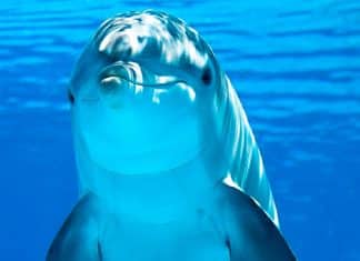 Golfinhos têm traços de personalidade semelhantes aos humanos, conclui estudo