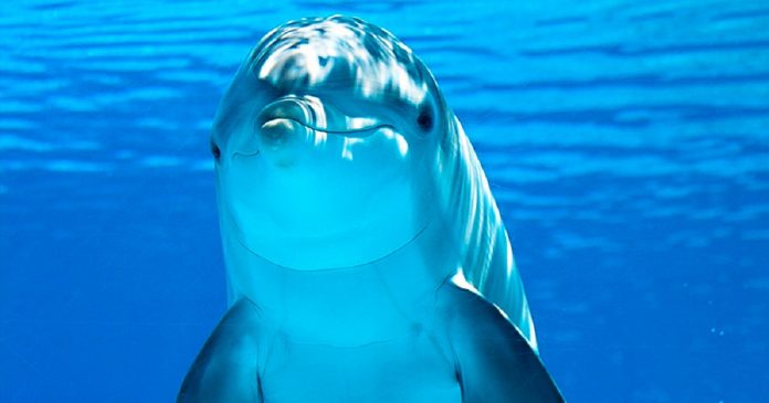 Golfinhos têm traços de personalidade semelhantes aos humanos, conclui estudo