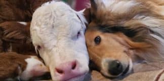 Cão e bezerro recém-nascido se tornam melhores amigos; eles dormem juntos para espantar o frio