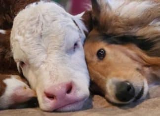 Cão e bezerro recém-nascido se tornam melhores amigos; eles dormem juntos para espantar o frio