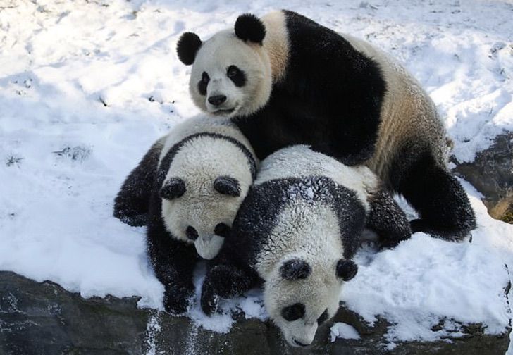 contioutra.com - Pandas bebês surpreendem funcionários do zoológico com sua reação ao ver neve pela primeira vez.