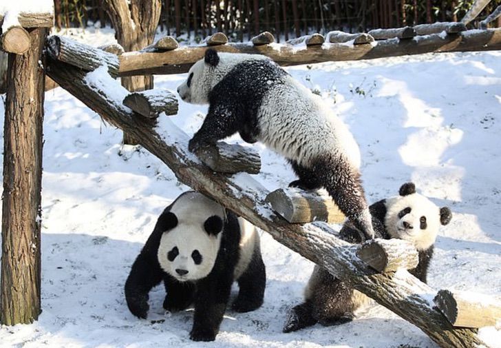 contioutra.com - Pandas bebês surpreendem funcionários do zoológico com sua reação ao ver neve pela primeira vez.