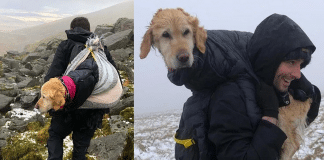 Alpinistas encontram cachorrinha perdida nas montanhas e a carregam por 10km para trazê-la de volta