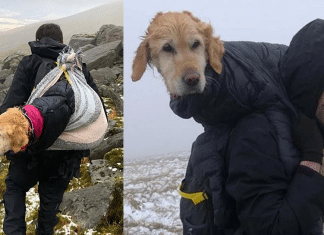 Alpinistas encontram cachorrinha perdida nas montanhas e a carregam por 10km para trazê-la de volta