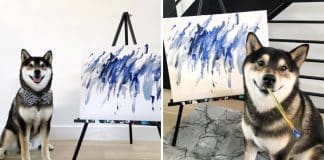 Cãozinho artista ganhou mais de 17 mil dólares vendendo suas pinturas.