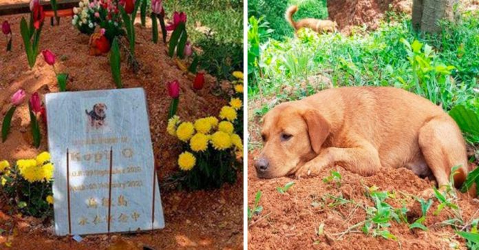 Cachorrinho fica cuidando do túmulo de seu companheiro que morreu em um acidente