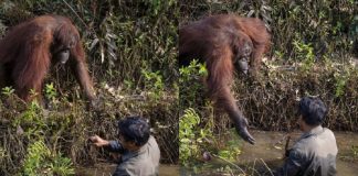 Fotógrafo captura orangotango tentando ajudar um guarda florestal