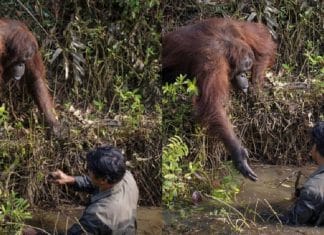 Fotógrafo captura orangotango tentando ajudar um guarda florestal