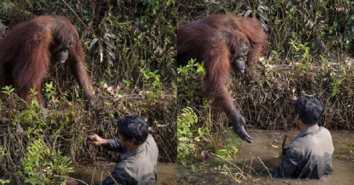 Fotógrafo captura orangotango tentando ajudar um guarda florestal