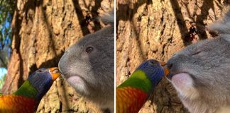 Foto captura momento improvável de papagaio arco-íris dando um beijinho doce em um coala.