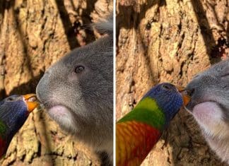 Foto captura momento improvável de papagaio arco-íris dando um beijinho doce em um coala.