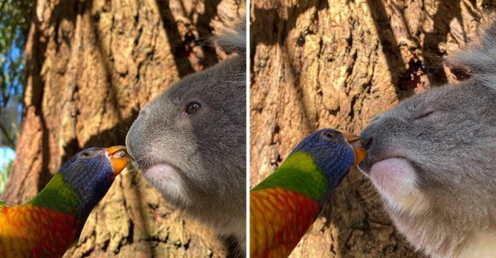 Foto captura momento improvável de papagaio arco-íris dando um beijinho doce em um coala.