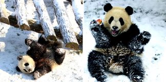 Pandas bebês surpreendem funcionários do zoológico com sua reação ao ver neve pela primeira vez.