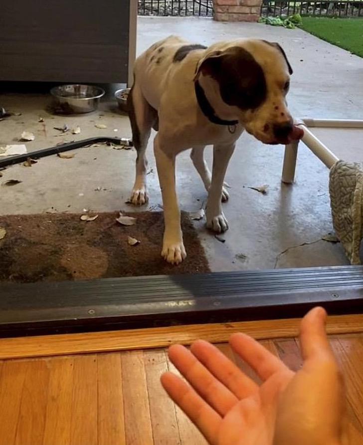 contioutra.com - Vídeo mostra cãozinho resgatado com medo de entrar em sua nova casa. Comovente!