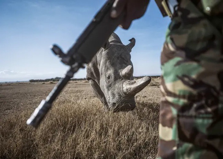 contioutra.com - Dois últimos rinocerontes brancos do mundo têm cuidadores pessoais e suas histórias são emocionantes