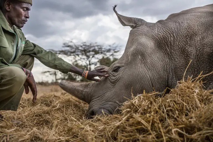 contioutra.com - Dois últimos rinocerontes brancos do mundo têm cuidadores pessoais e suas histórias são emocionantes