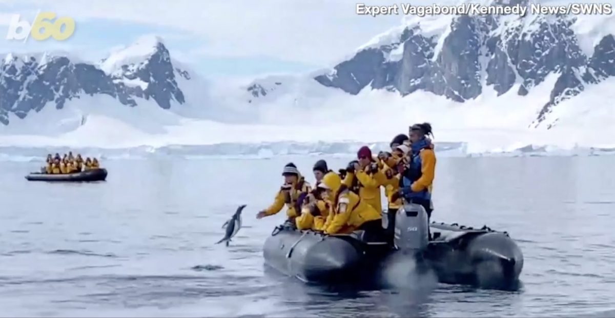contioutra.com - Pinguim invade barco cheio de turistas para evitar ser devorado por baleias (ASSISTA!)