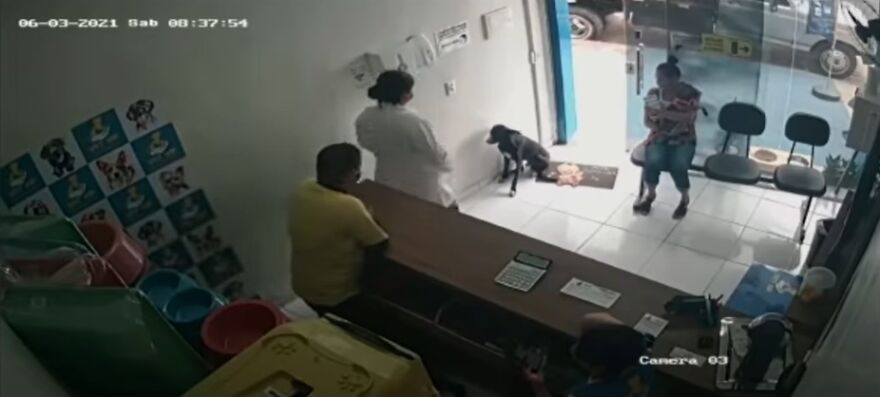 contioutra.com - Vídeo mostra cãozinho de rua pedindo ajuda em clínica veterinária