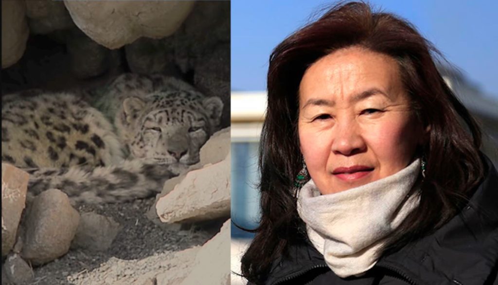 contioutra.com - Professora aposentada derrotou a indústria da mineração e salvou o leopardo da neve da extinção