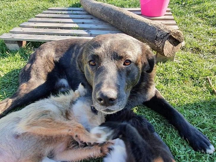 contioutra.com - Cãezinhos de rua se recusam a ser adotados separadamente. Duas figuras!