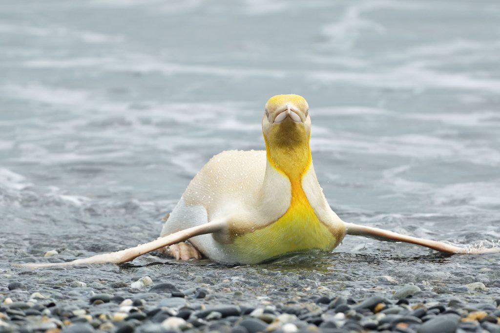 contioutra.com - Fotógrafo de vida selvagem flagra pinguim amarelo raro