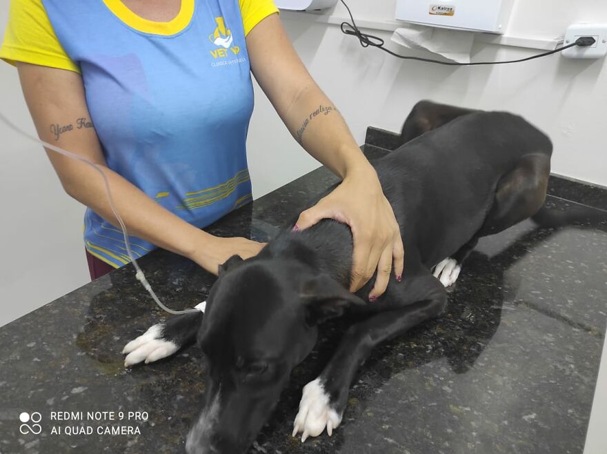 contioutra.com - Vídeo mostra cãozinho de rua pedindo ajuda em clínica veterinária