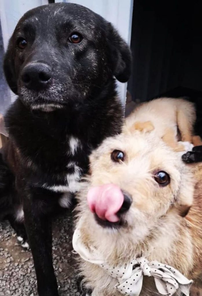 contioutra.com - Cãezinhos de rua se recusam a ser adotados separadamente. Duas figuras!