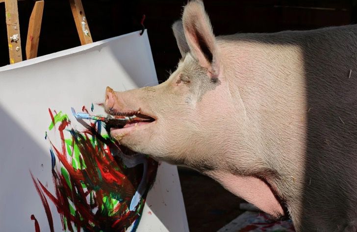 contioutra.com - Porquinha foi salva de um matadouro e tornou-se pintora, agora ela é chamada de “PIGCASSO”