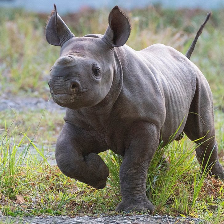 contioutra.com - Filhote de rinoceronte negro nasce no Zoo Miami e é esperança em meio ao perigo de extinção