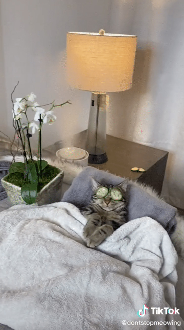 contioutra.com - Conhe&ccedil;a Chase: o gato que ama SPA e conquistou a internet com um v&iacute;deo no TikTok