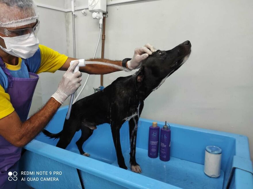 contioutra.com - Vídeo mostra cãozinho de rua pedindo ajuda em clínica veterinária