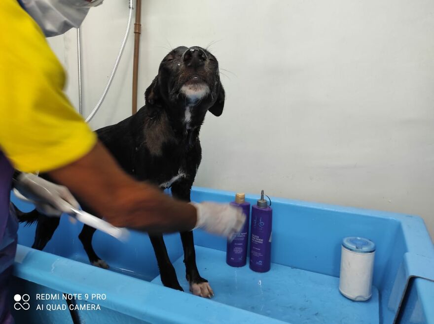 contioutra.com - Vídeo mostra cãozinho de rua pedindo ajuda em clínica veterinária