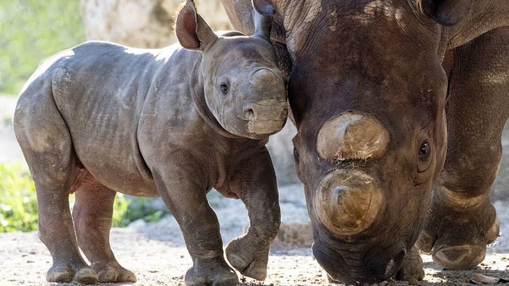 contioutra.com - Filhote de rinoceronte negro nasce no Zoo Miami e é esperança em meio ao perigo de extinção