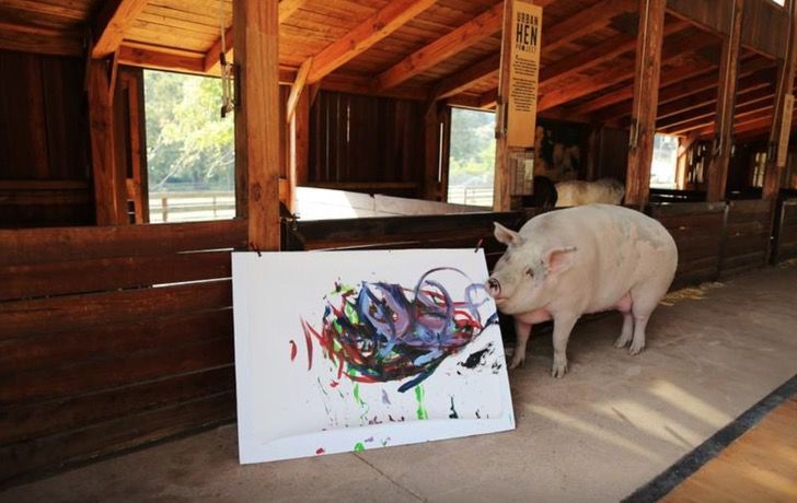 contioutra.com - Porquinha foi salva de um matadouro e tornou-se pintora, agora ela é chamada de “PIGCASSO”
