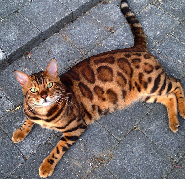 contioutra.com - Conheça Thor: O gato Bengal mais bonito do mundo!