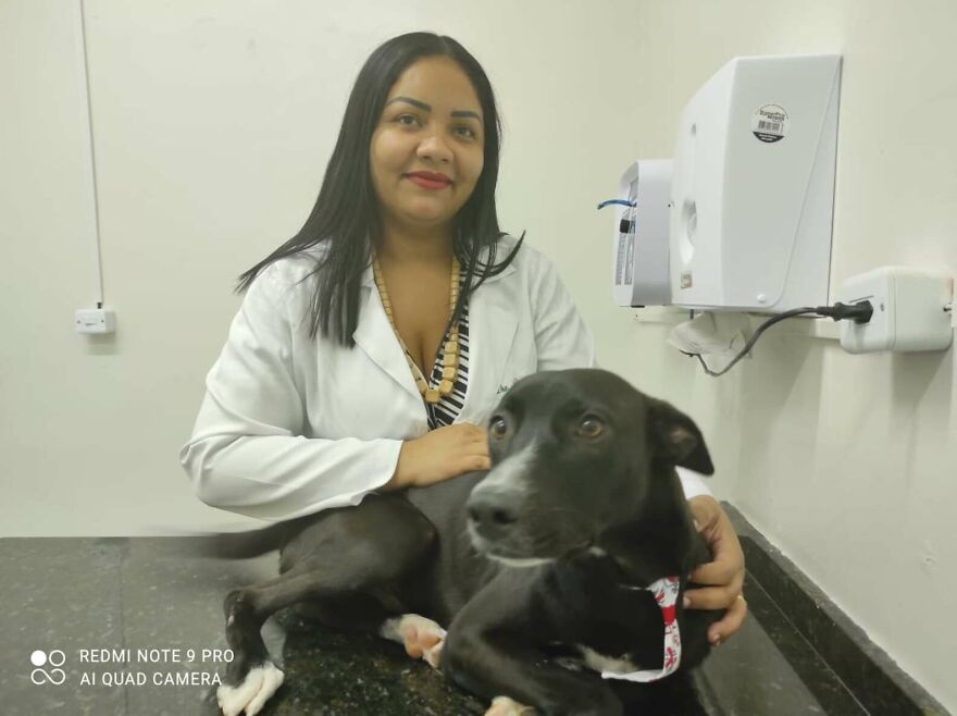 contioutra.com - Vídeo mostra cãozinho de rua pedindo ajuda em clínica veterinária