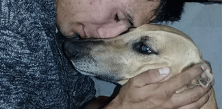 Em desespero após ter seu cão roubado, homem oferece seu carro a quem o encontrar